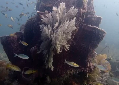 Huge baril sponge Shark point Amazing Phuket Adventures