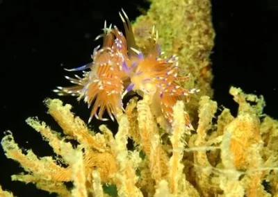 King Cruiser APA 2 nudibranches