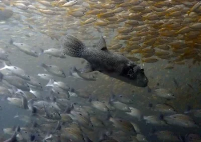 King Cruiser APA Puffer fish