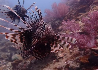 Lionfish Sharkpoint Amazing phuket adventures