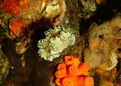 Nudibranch Koh Doc mai Amazing Phuket Adventures-min