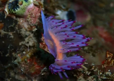 Nudibranch2 Amazing Phuket Adventures koh doc mai-min