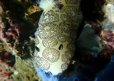 Nudibranche funebris koh doc mai amazing Phuket Adventures-min