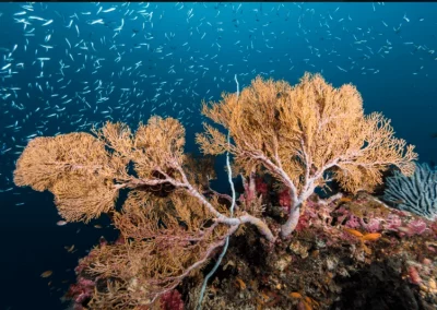 Phinisi Myanmar Corail