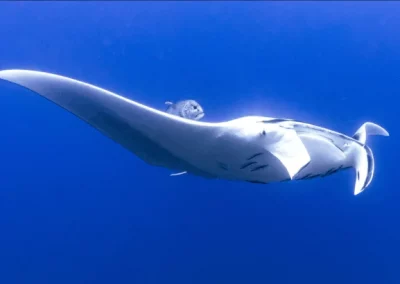 Phinisi Myanmar Manta