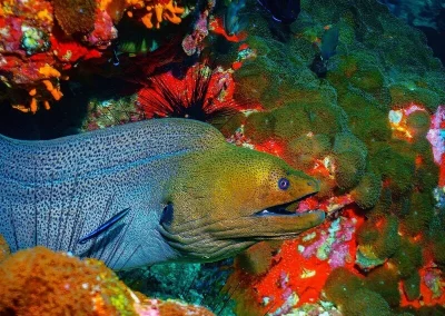 Phinisi Myanmar Murene Moray eel