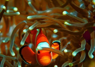 Phinisi Myanmar Poisson clown