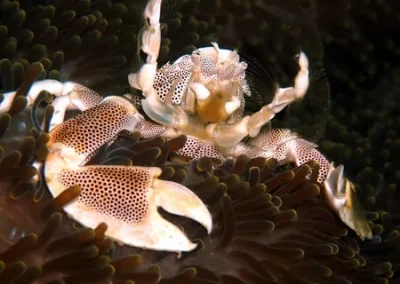 Porcelaine Crab Shark point APA