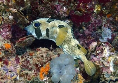 Puffer Fish Bida Nai APA