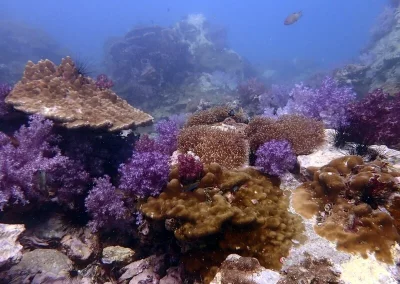 Purple soft Coral Amazing phuket adventures