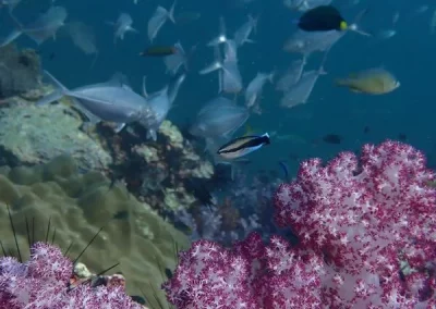 Purple soft corals Amazing Phuket Adventurs