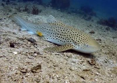 Requin zebre Shark Point Amazing Phuket Adventures