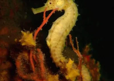 Seahorse koh Doc mai Amazing phuket Adventures-min