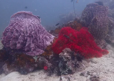 Shark Point Amazing Phuket Adventures Baril Sponge and red anemone