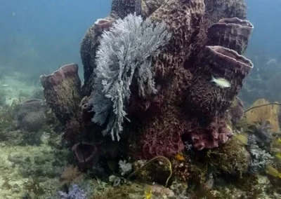 Shark Point Amazing Phuket Adventures Baril sponge