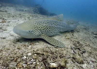 Shark Point Amazing Phuket Adventures Leopard Shark 3