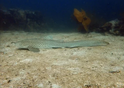 Shark Point Amazing Phuket Adventures Requin Leopard 3