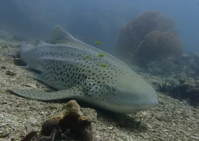 Shark Point Amazing Phuket Adventures Requin leopard