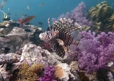 Shark Point Amazing Phuket Adventures Soft coral purple