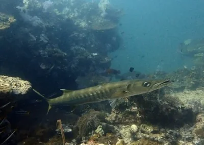 Shark Point Amazing Phuket adventures Barracuda