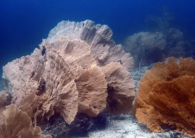 Shark point Amazing Phuket Adventures Gorgonian Coral