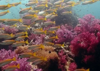 Requin zebre Shark Point Amazing Phuket Adventures