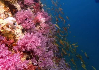 Soft Coral Pink Amazing phuket Adventures Shark Point