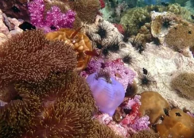 Soft Coral and anemone Shark point Amazing Phuket Adventures