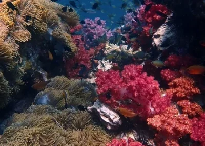 Soft Corals Shark point Amazing Phuket Adventures