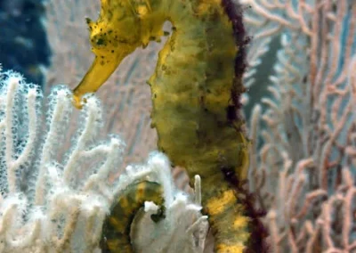 Tigertail seahorse Shark Point Amazing phuket adventures