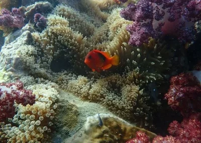 Tomato Clownfish Shark Point APA