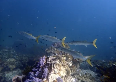 Yellowtail barracudas Shark Point Amazing Phuket Adventures