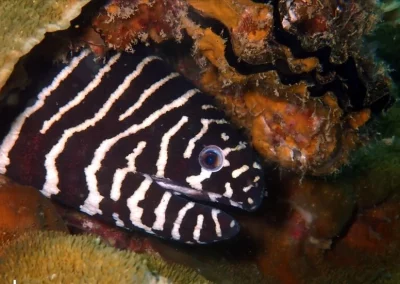 Zebra Moray Shark Point Phuket Amazing phuket adventures