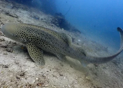 Zebra shark Shark poiint Amazing phuket Adventures