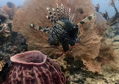 baril sponge gorgonian and lionfish Shark Point APA