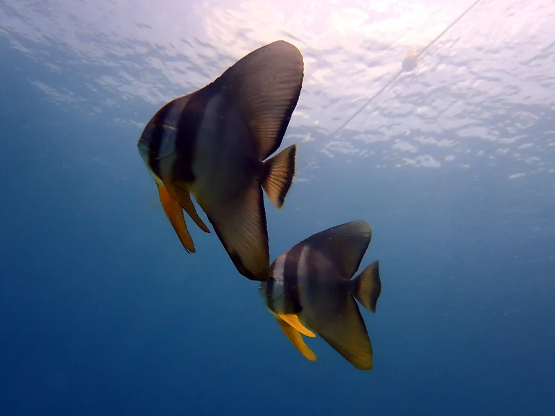 batfish-racha-yai.webp