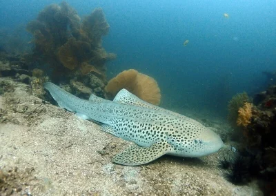 leopard (zebra) shark Shark Point amazing phuket Adventures