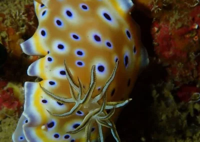 nudibranch Amazing Phuket adventures Koh doc mai 3-min