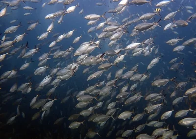 school of fish Shark Point Amazing phuket Adventures