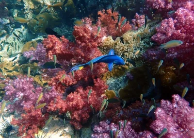 soft coral and anemone Amazing phuket Adventures Shark Point